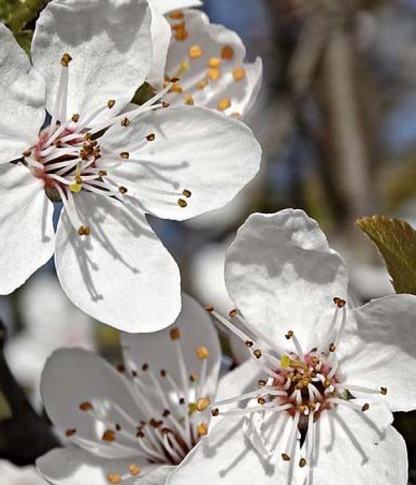 flowering-tree