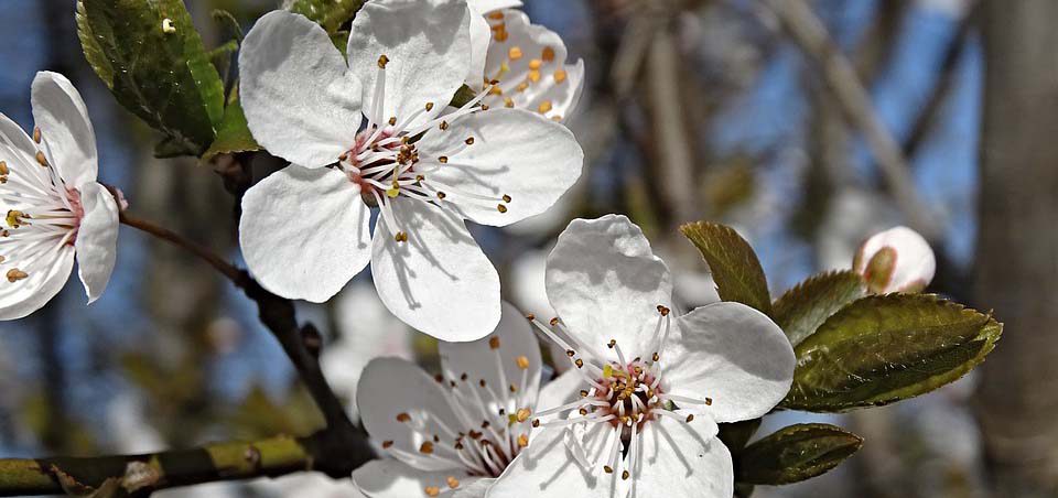 flowering-tree
